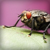 /album/joshuajed47/photolia-a08-jpg/